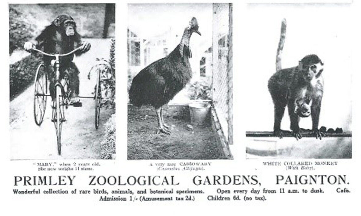 Old Paignton Zoo ad